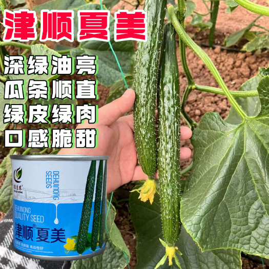 津顺夏美黄瓜种子绿皮绿肉口感脆甜瓜条顺直