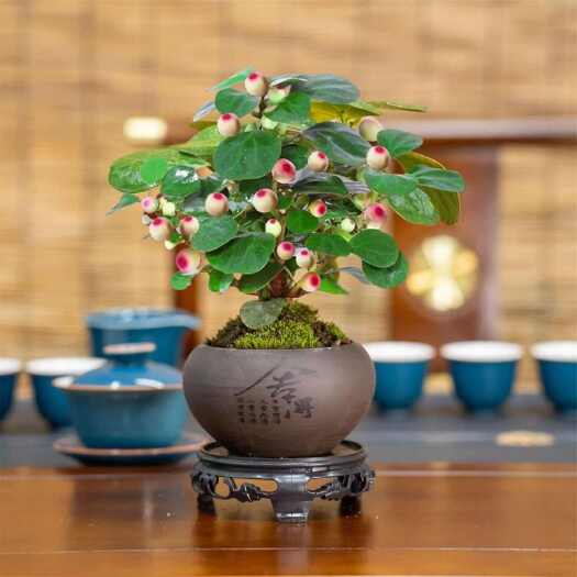 沭阳县小盼菩提树带果盆栽阳台绿植室内办公室客厅绿植招财好养活