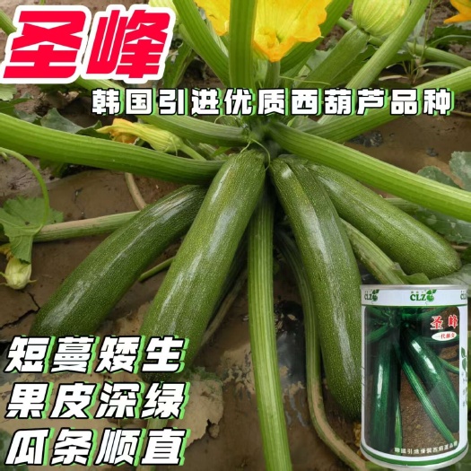 沭阳县圣峰短蔓矮生型西葫芦种子