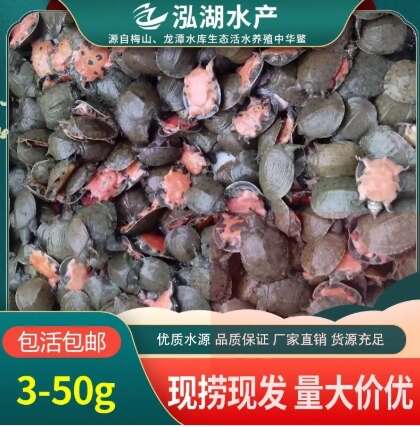 惠农严选- 1-3两甲鱼苗 易养殖产量高 活体外塘生态放养