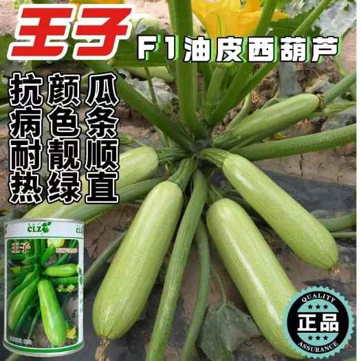 王子西葫芦种子（油葫芦）F1油皮西葫芦