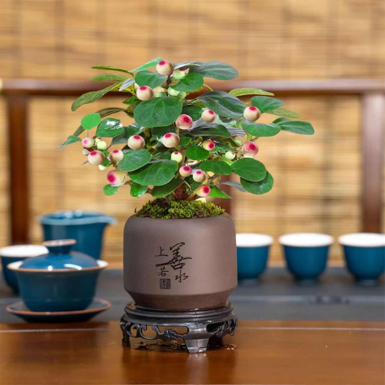 小盼菩提树带果盆栽阳台绿植室内办公室客厅绿植招财好养活