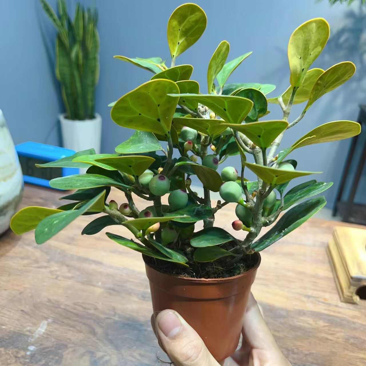 小盼菩提树带果盆栽阳台绿植室内办公室客厅绿植招财好养活