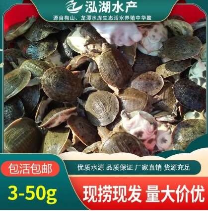 惠农严选- 1-3两甲鱼苗 易养殖产量高 活体外塘生态放养