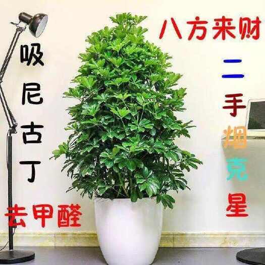 大型室内盆栽八方来财招财植物鸭脚木发财树金钱树幸福树平安树