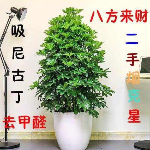 沭阳县大型室内盆栽八方来财招财植物鸭脚木发财树金钱树幸福树平安树