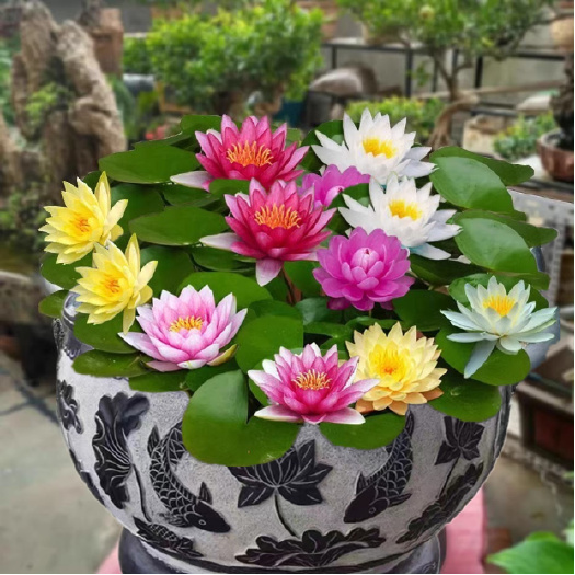 沭陽縣睡蓮花池塘水缸大睡蓮根塊帶花苞四季水培小睡蓮花根水養(yǎng)四季開花