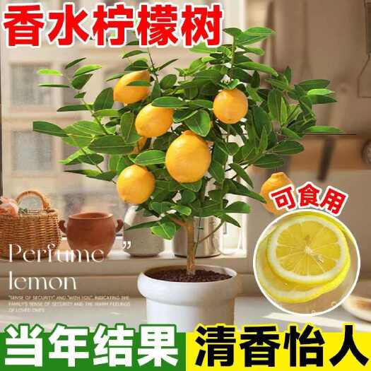 四季广东柠檬果树苗无有籽香水柠檬树苗嫁接盆地栽南方种植