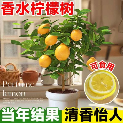 沭阳县四季广东柠檬果树苗无有籽香水柠檬树苗嫁接盆地栽南方种植