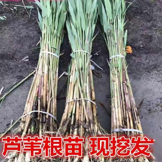 沭阳县芦苇苗 芦苇根芦苇种苗黄菖蒲苗水生植物净化水质 芦苇根 柴根