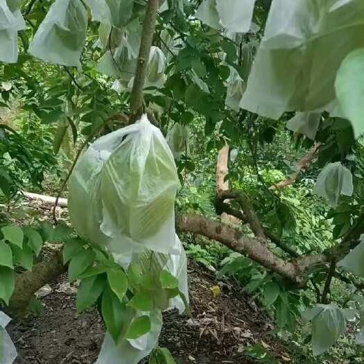 廉江市杨桃大量有货品质保证绝不让合作伙