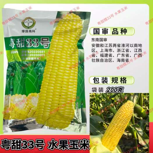 沭阳县粤甜糯33号水果玉米水果玉米种子