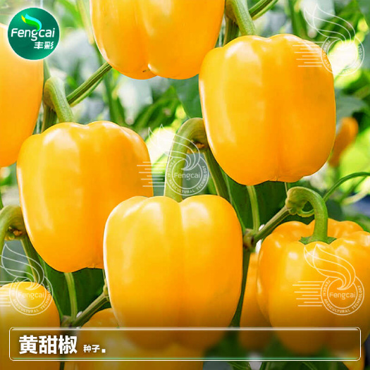 绵阳赛拉图黄甜椒种子 大果肉厚甜脆 颜色鲜艳