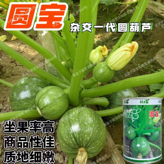 沭阳县圆宝杂交一代圆葫芦种子坐果率高商品性佳质地细嫩