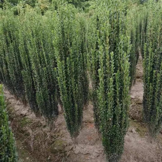 高端绿植直立冬青庭院造景种植小叶冬青朝天笔围墙绿篱四季长青