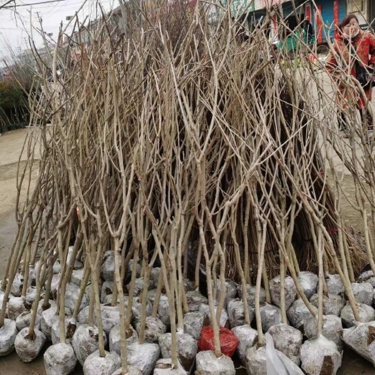 沭阳县紫藤花树苗爬藤盆栽普罗旺斯四季带花苞长藤花九重紫走廊耐寒植物