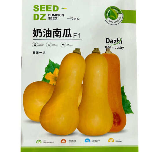 奶油南瓜种子 肉质细密甘甜 种腔小 果肉金黄色 耐旱