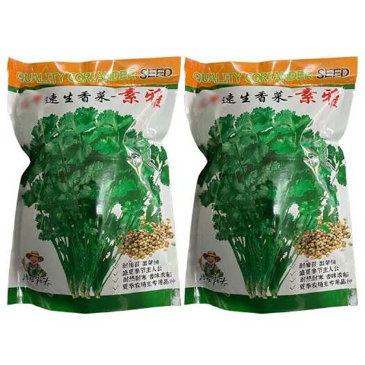 建瓯市速生香菜种子 耐抽苔 出芽快 耐热耐寒 香味浓郁