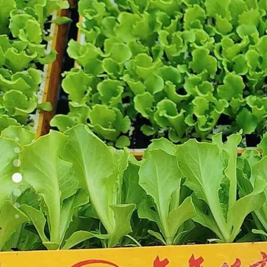 荥阳市散叶生菜苗育苗基地直供生菜幼苗整盘出售成活率高生菜苗