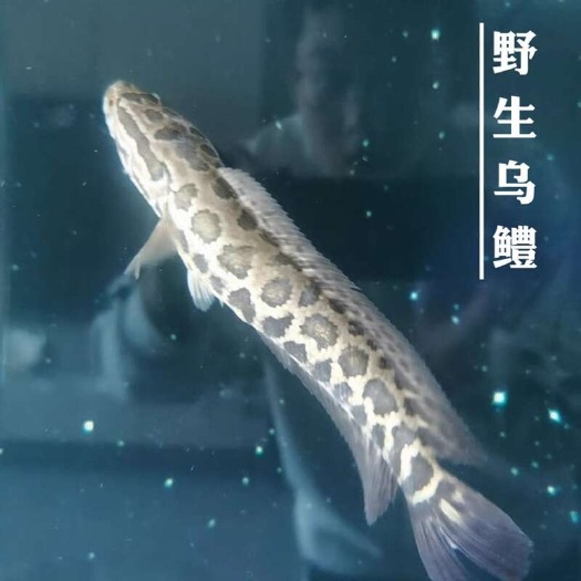 黑鱼国产猛鱼淡水鱼苗凶猛乌鳢鱼好养冷水鱼新款花纹便宜清仓