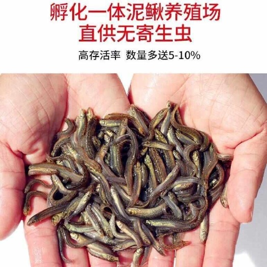 泥鳅新鲜幼苗鲜活宠物圆鳅鱼龙养殖小鱼泥鳅鲜活小泥鳅