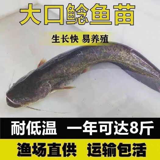 长沙【零下20度也开口】南方大口鲶鱼苗冷水养殖胡二须子大型胡子埃