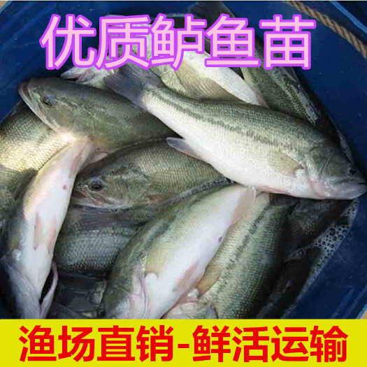 新兴县加州鲈鱼苗淡水养殖大路亚鲈鱼冷水鱼苗