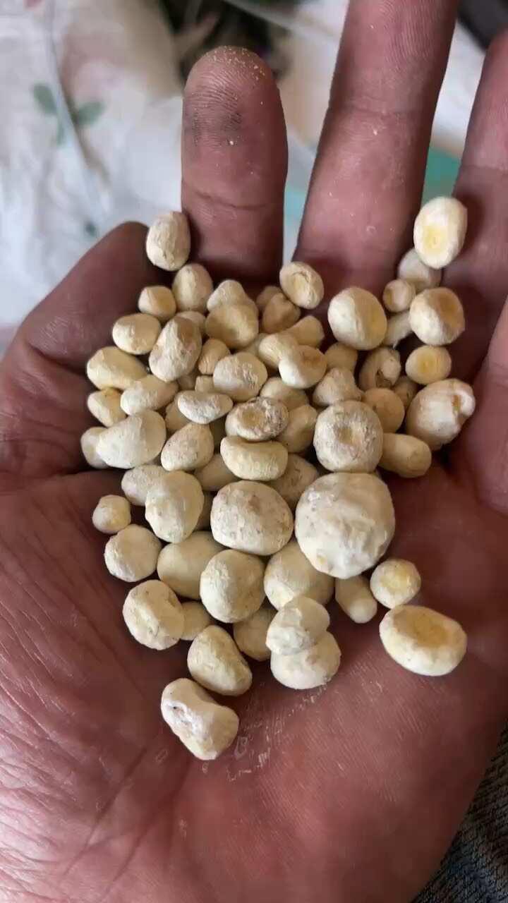 旱半夏散装15%以下含水量河北安国发货可开票支持专线物流
