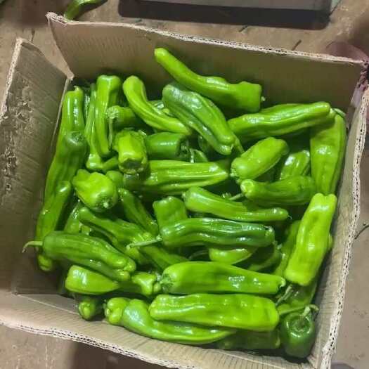 徐闻县湛江徐闻薄皮椒新鲜采摘自然熟味甜质优