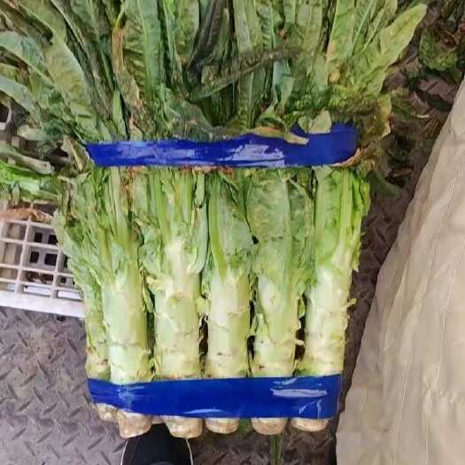 东台市江苏省东台市精品莴笋大量上市