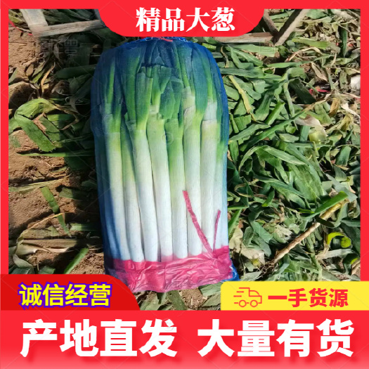 费县大葱  产地直销 一手货源