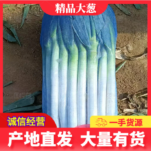 费县铁杆大葱批发 电商货 商超货 市场货 大量供应