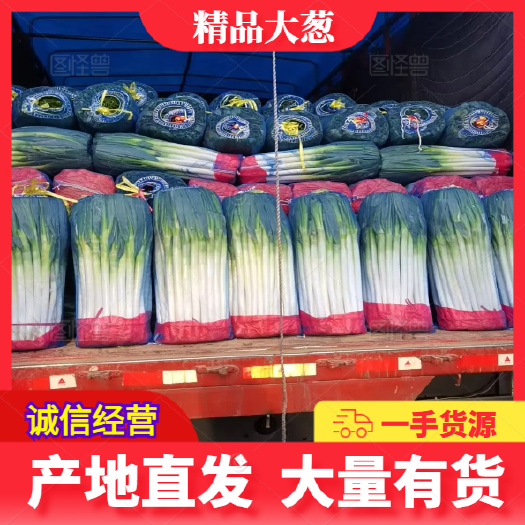 山东铁杆大葱 净葱  产地直销