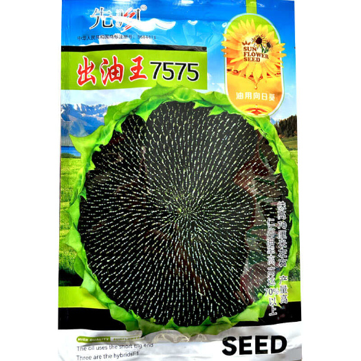 寿光市出油王7575油葵种子矮大头高产高油榨油农家大田弯头油