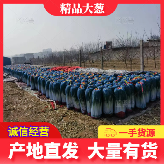 费县大葱 铁杆大葱 毛葱 一手货源