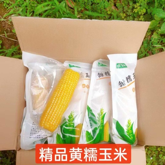 哈尔滨爆款新货东北精品黄糯玉米10支*250克一件代发