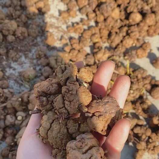 消瘤果产地一手价