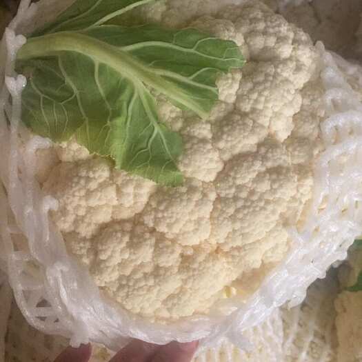 乐亭县白花菜花