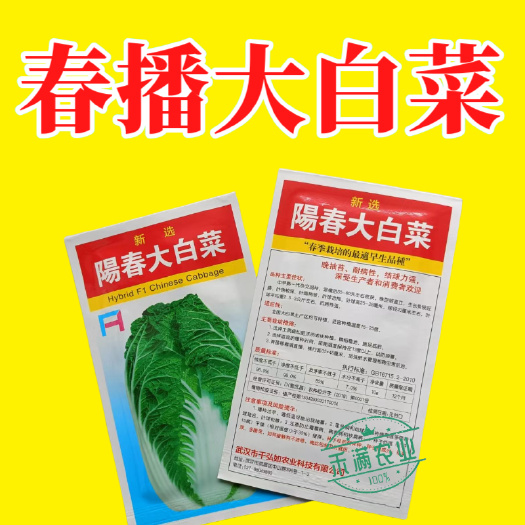 阳春大白菜种子早春中早熟一代杂交春季栽培晚抽苔耐病强结球力强