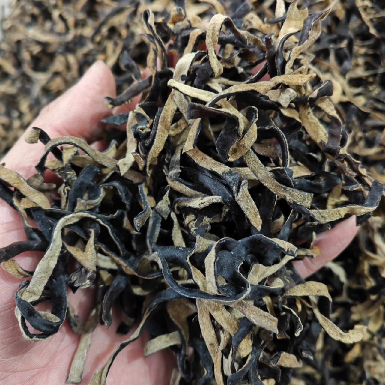 鲁山县一手价 头茬白背毛木耳丝 可电商代发可装袋 产地直发量大从优