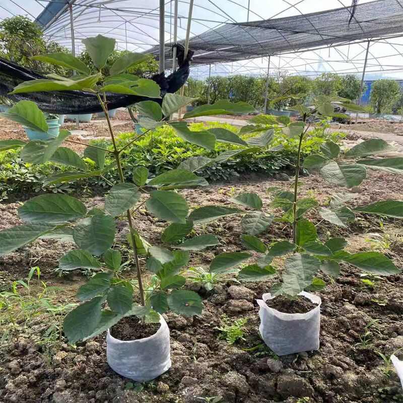 農(nóng)用不銹鋼移苗器移栽打孔取土玉米蔬菜草莓起苗取苗圓筒打洞