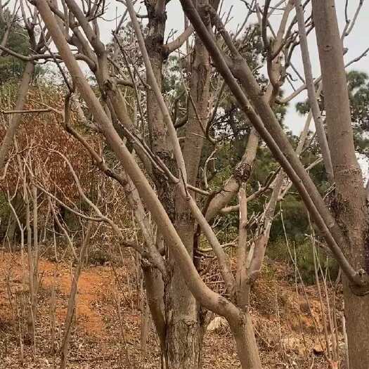 昆明2025年 山地生态红油香椿即将上市