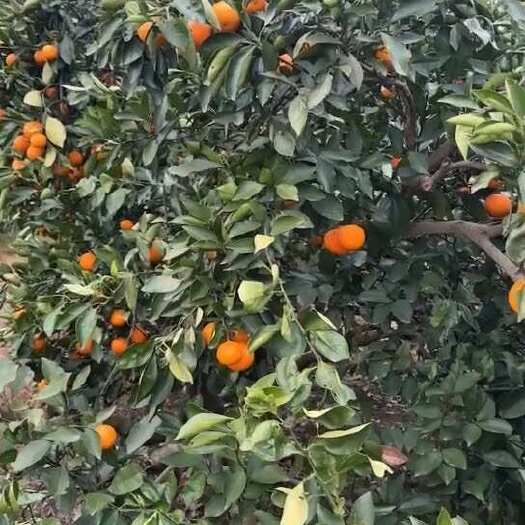 麻阳县自家冰糖橙
