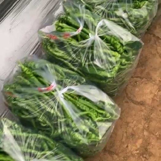 信丰县基地新鲜螺丝椒