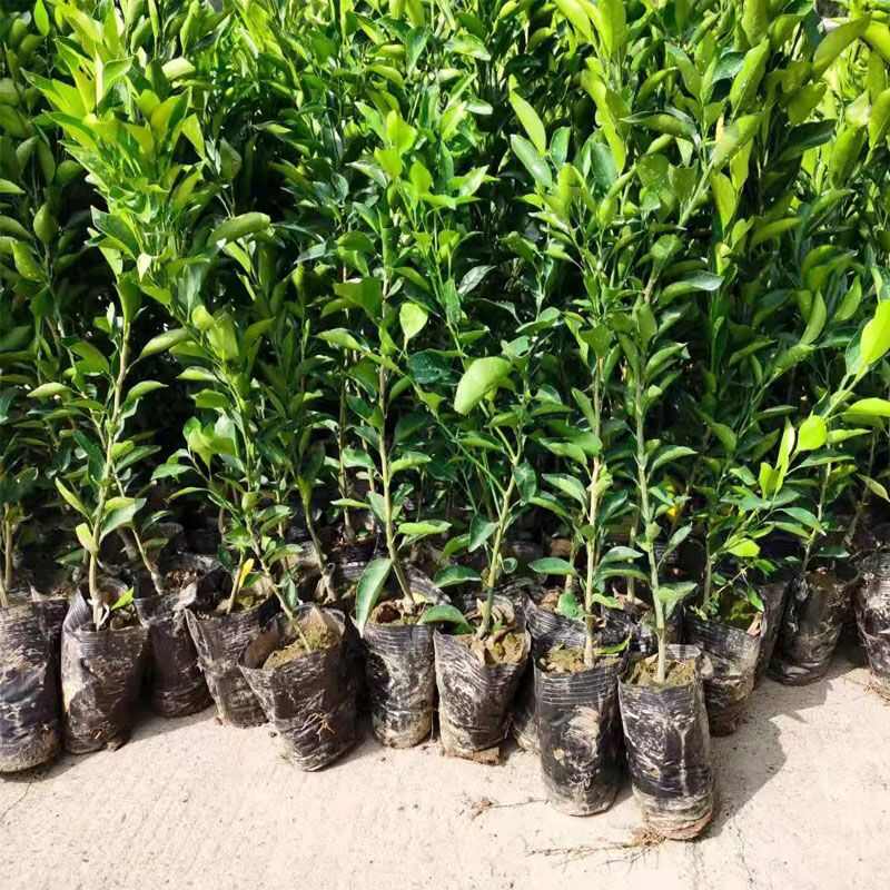 農(nóng)用不銹鋼移苗器移栽打孔取土玉米蔬菜草莓起苗取苗圓筒打洞