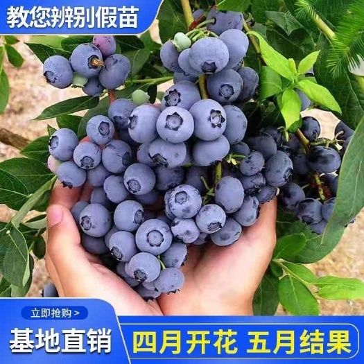 平邑县蓝莓树苗南方北方盆栽地栽阳台庭院当年结果