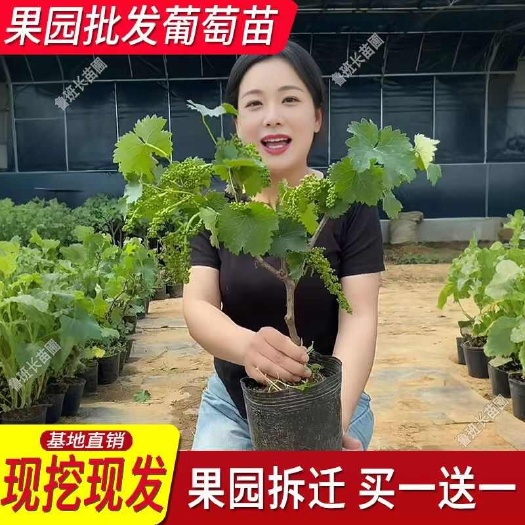 平邑县阳光玫瑰蓝宝石树苗阳台庭院盆栽地栽