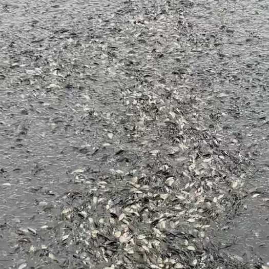 南宁海南一号，罗非鱼苗