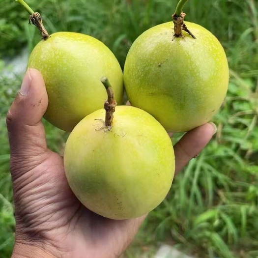 【爆款】黄金百香果新鲜水果  量大批发产地直发一手货源