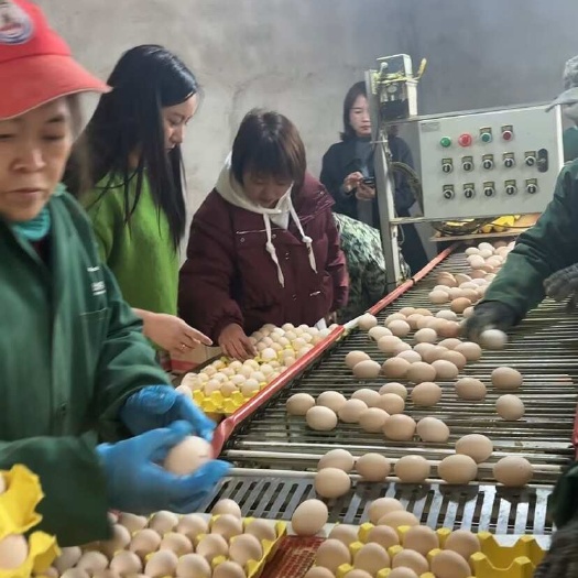 打包，发货，验货，确保品质，黄冈产地直发，货源充足，随时发车
